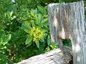 Golden Penda Fence 